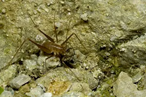 Community Prints: Cave Cricket