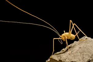 China Prints: Cave crickets (Ceuthophilus sp.)
