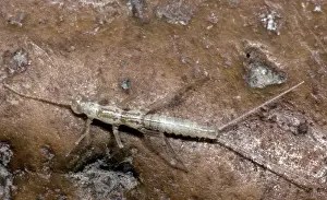 China Prints: Cave Dipluran