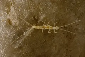 Creature Prints: Cave Dipluran