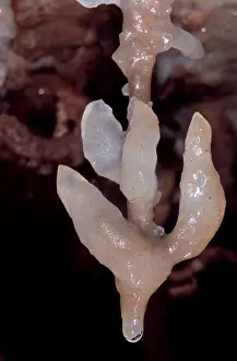 Rock Prints: Cave Formation Dripping