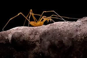 Daddy Prints: Cave Harvestman