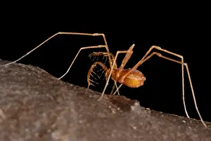 Daddy Prints: Cave Harvestman