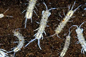 Arthropods Prints: Cave Isopods