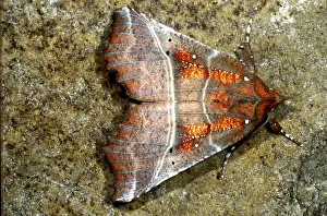 Moth Prints: Cave Moth