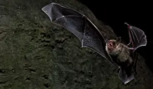 Colonial Prints: Cave Myotis Bat (Myotis velifer)