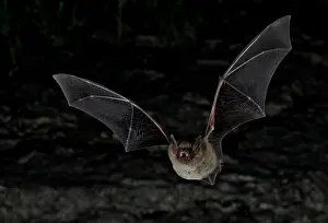 Flying Prints: Cave Myotis Bat (Myotis velifer)