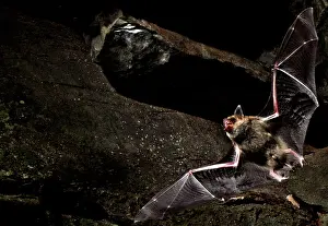 Flight Prints: Cave Myotis Bat (Myotis velifer)