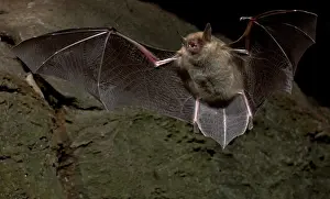 Flying Prints: Cave Myotis Bat (Myotis velifer)