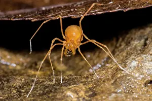 Opilionid Prints: Cave Opilionid