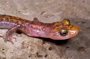 Lucifuga Prints: Cave Salamander