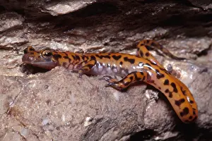 Bear Prints: Cave Salamander