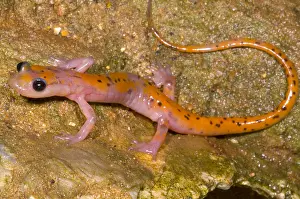 Amelanistic Prints: Cave Salamander