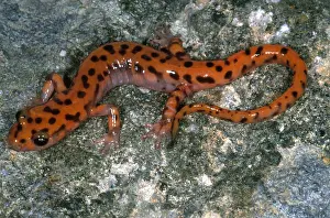 Orange Prints: Cave Salamander