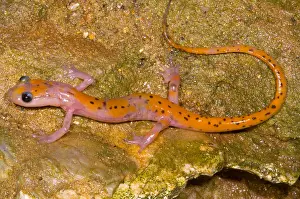 Amelanistic Prints: Cave Salamander