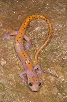 Amelanistic Prints: Cave Salamander