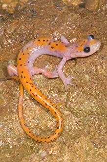 Morph Prints: Cave Salamander