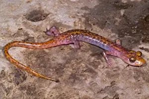 Morph Prints: Cave Salamander
