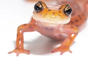 Orange Prints: Cave Salamander, Eurycea lucifuga