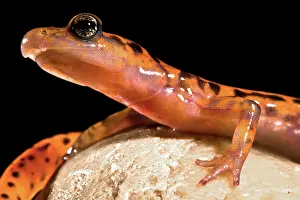 Cave Salamander, Eurycea lucifuga