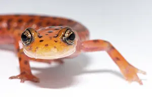 Orange Prints: Cave Salamander, Eurycea lucifuga