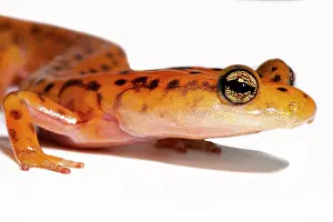 Orange Prints: Cave Salamander, Eurycea lucifuga