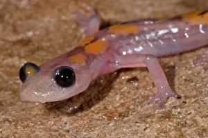 Groundwater Prints: Cave Salamander, Eurycea lucifuga