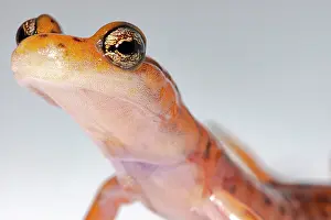 Morph Prints: Cave Salamander, Eurycea lucifuga