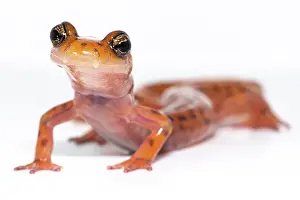 Morph Prints: Cave Salamander, Eurycea lucifuga