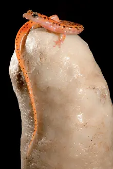 Morph Prints: Cave Salamander, Eurycea lucifuga