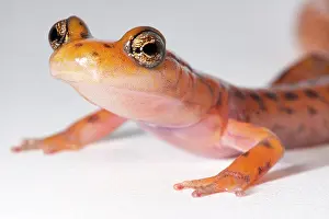 Morph Prints: Cave Salamander, Eurycea lucifuga