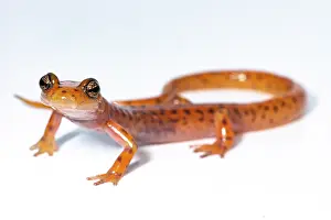 Morph Prints: Cave Salamander, Eurycea lucifuga