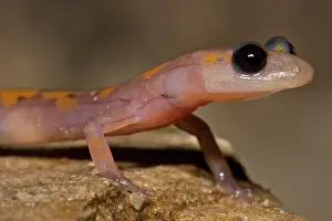 Morph Prints: Cave Salamander, Eurycea lucifuga