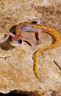 Morph Prints: Cave Salamander, Eurycea lucifuga