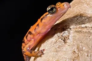 Cave Prints: Cave Salamander, Eurycea lucifuga