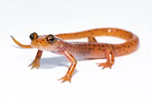 Morph Prints: Cave Salamander, Eurycea lucifuga