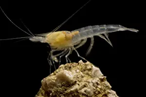 Aquifer Prints: Cave Shrimp, (possibly Typhlocaridina sp.)