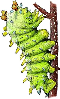 Moth Prints: Cecropia Moth