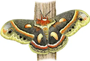 Moth Prints: Cecropia Moth
