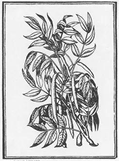 Horticultural Prints: Cedar, Alchemy Plant