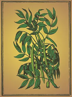 Horticultural Prints: Cedar, Alchemy Plant