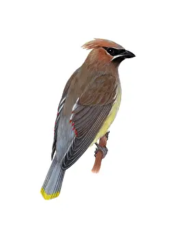 Perching Prints: Cedar Waxwing