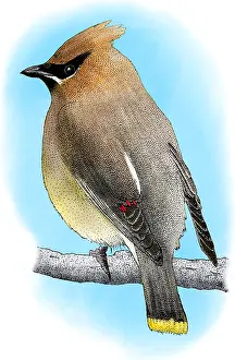 Songbird Prints: Cedar Waxwing