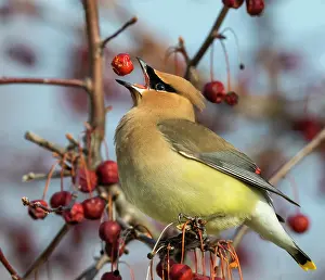 Apple Prints: Cedar Waxwing Feeding on Crab Apples