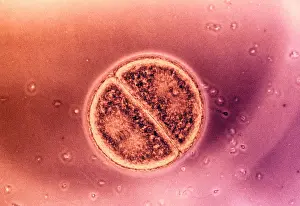 Wall Prints: Cell Division in Arbacia Punctulata