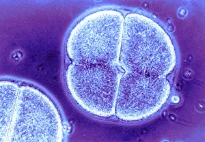 Wall Prints: Cell Division, Arbacia Punctulata, light micrograph