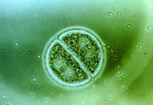 Wall Prints: Cell Division in Arbacia Punctulata