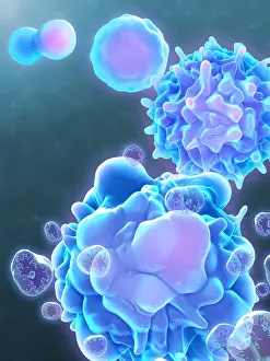 Cell Life Cycle