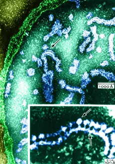 Compare Prints: Cell Structure, Mitochondria, TEM