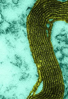 Non Human Prints: Cell Structure, Myelin Sheath, TEM